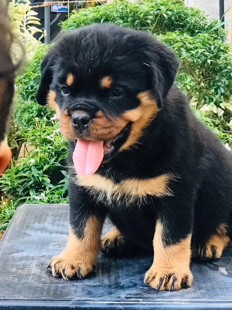 Rottweiler Puppy | Dog Puppies for sale — photo 2