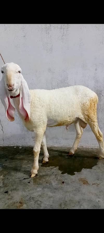larkana male