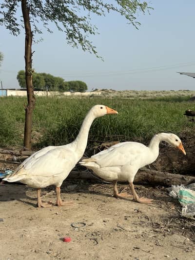 White Ducks