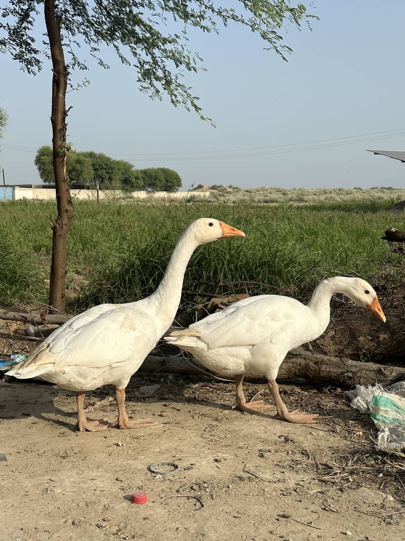 White Ducks 0