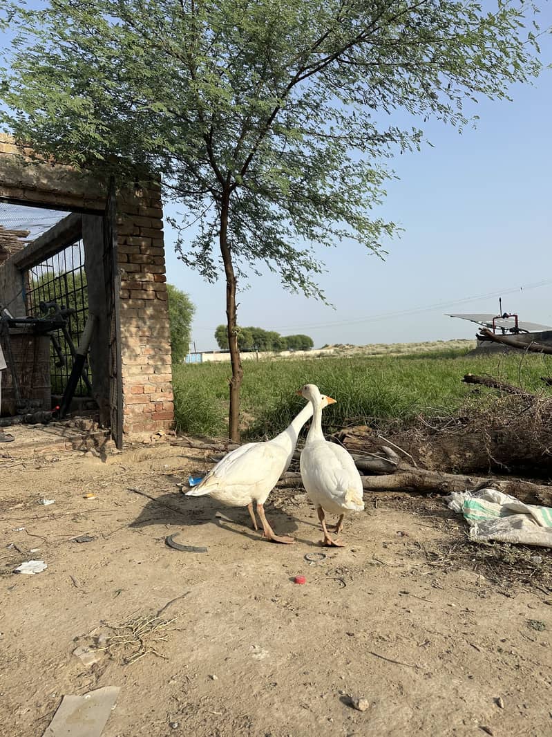 White Ducks 1