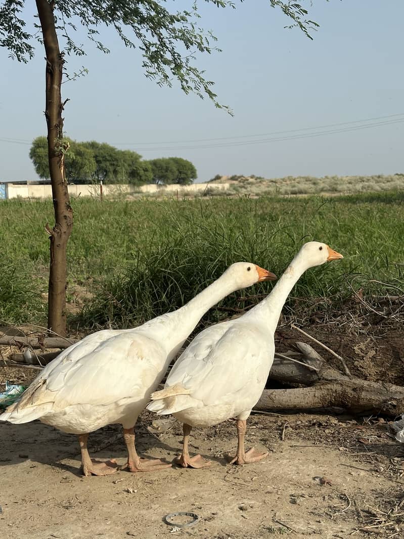 White Ducks 2