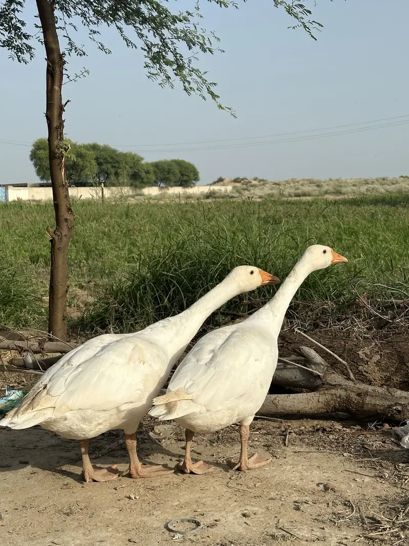 White Ducks — photo 3