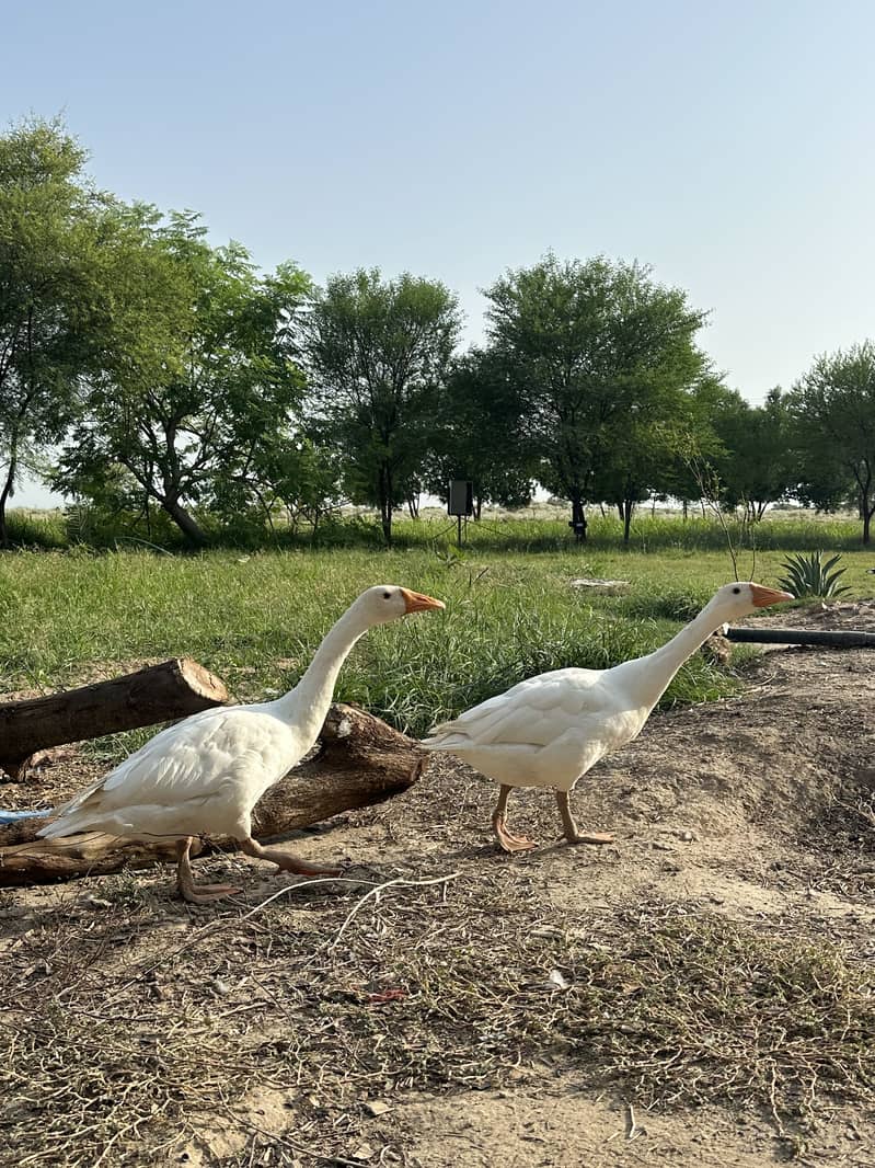 White Ducks 3