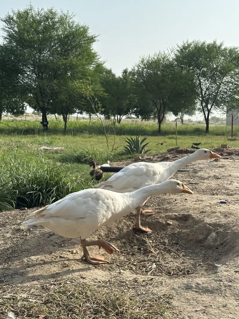 White Ducks — photo 5
