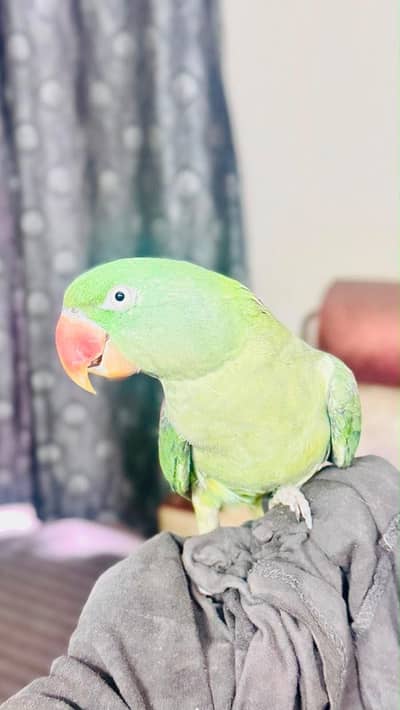 female parrot