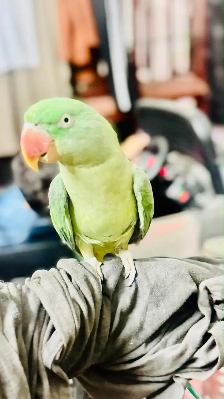 female parrot — photo 2