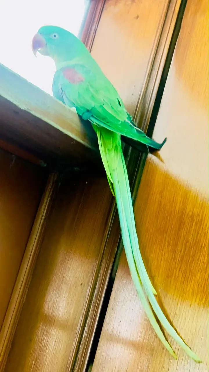 female parrot — photo 3