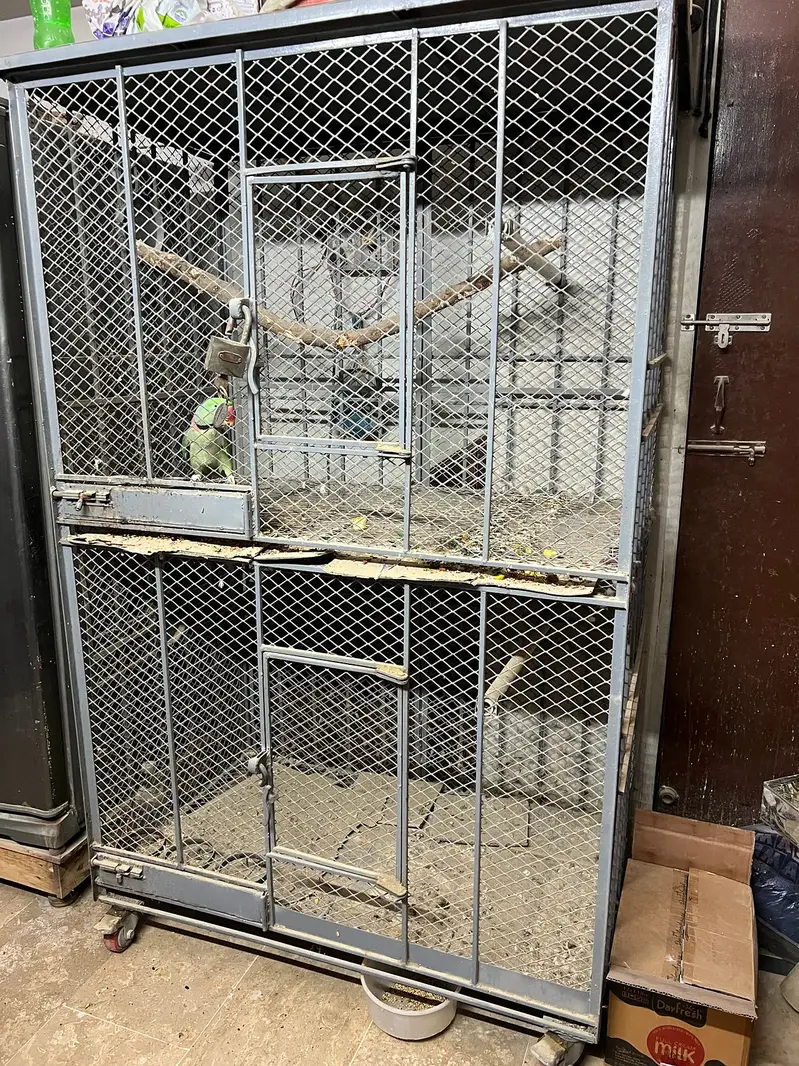 Double Cage for Pahari, Grey Parrot