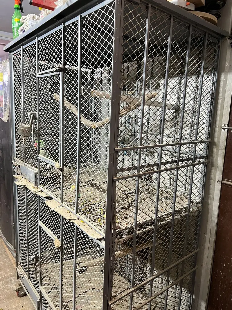 Double Cage for Pahari, Grey Parrot — photo 2
