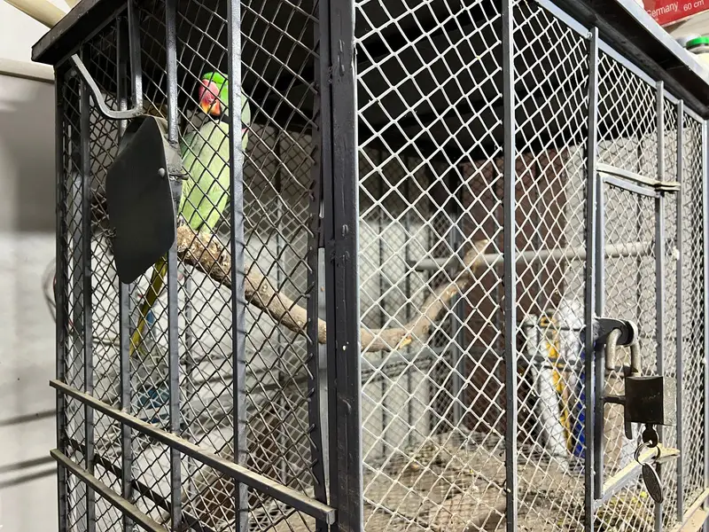 Double Cage for Pahari, Grey Parrot — photo 3