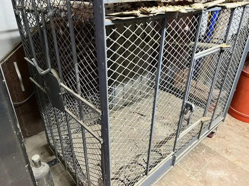 Double Cage for Pahari, Grey Parrot — photo 4