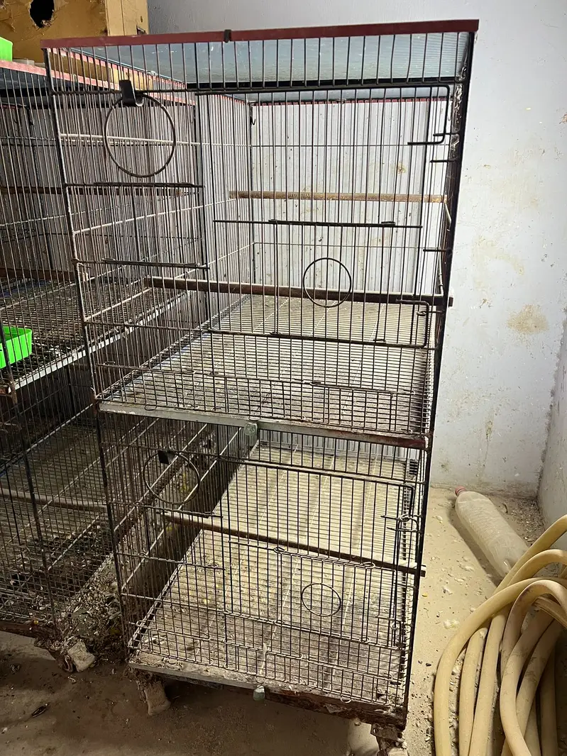 Double Cage for Pahari, Grey Parrot — photo 5