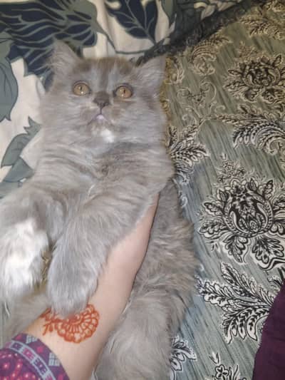 Persian cat  female