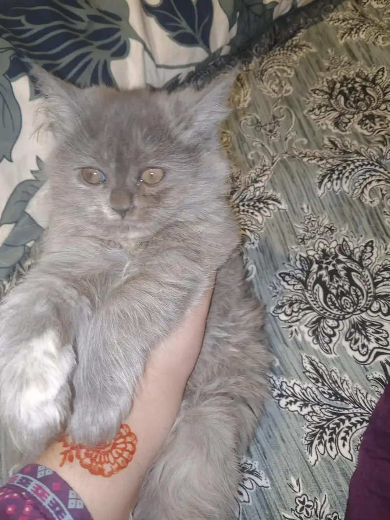 Persian cat  female — photo 2