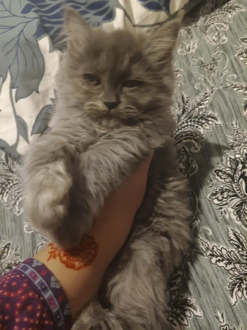Persian cat  female — photo 3