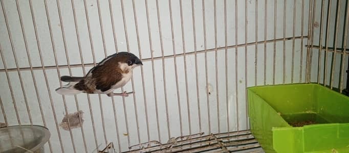 bangles finch