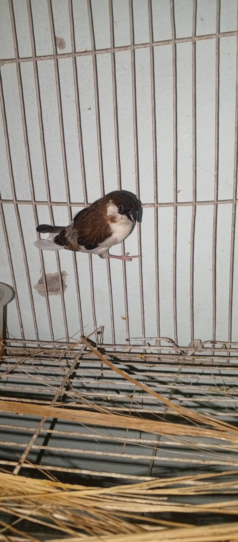 bangles finch 1