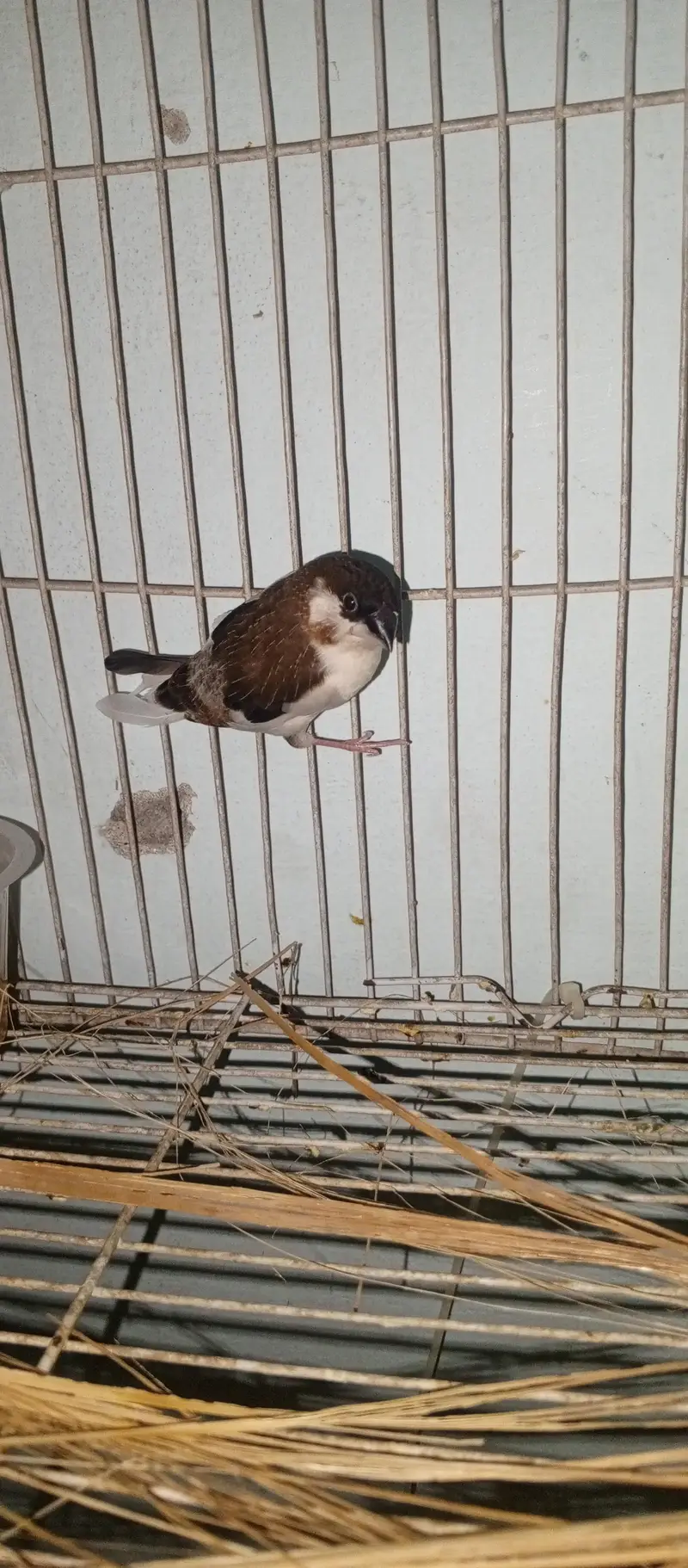 bangles finch — photo 2