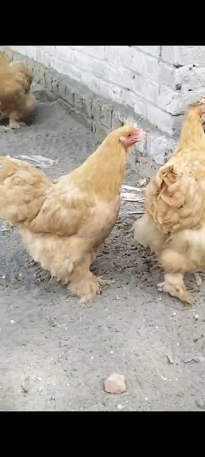 havi golden buf hen  3,0,0,4,8,5,6,9,6,5