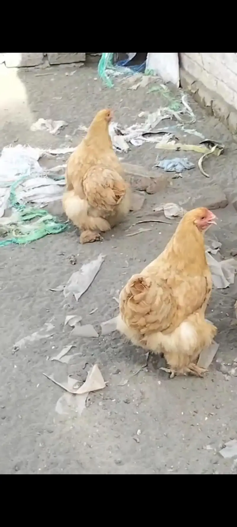 havi golden buf hen  3,0,0,4,8,5,6,9,6,5 — photo 2
