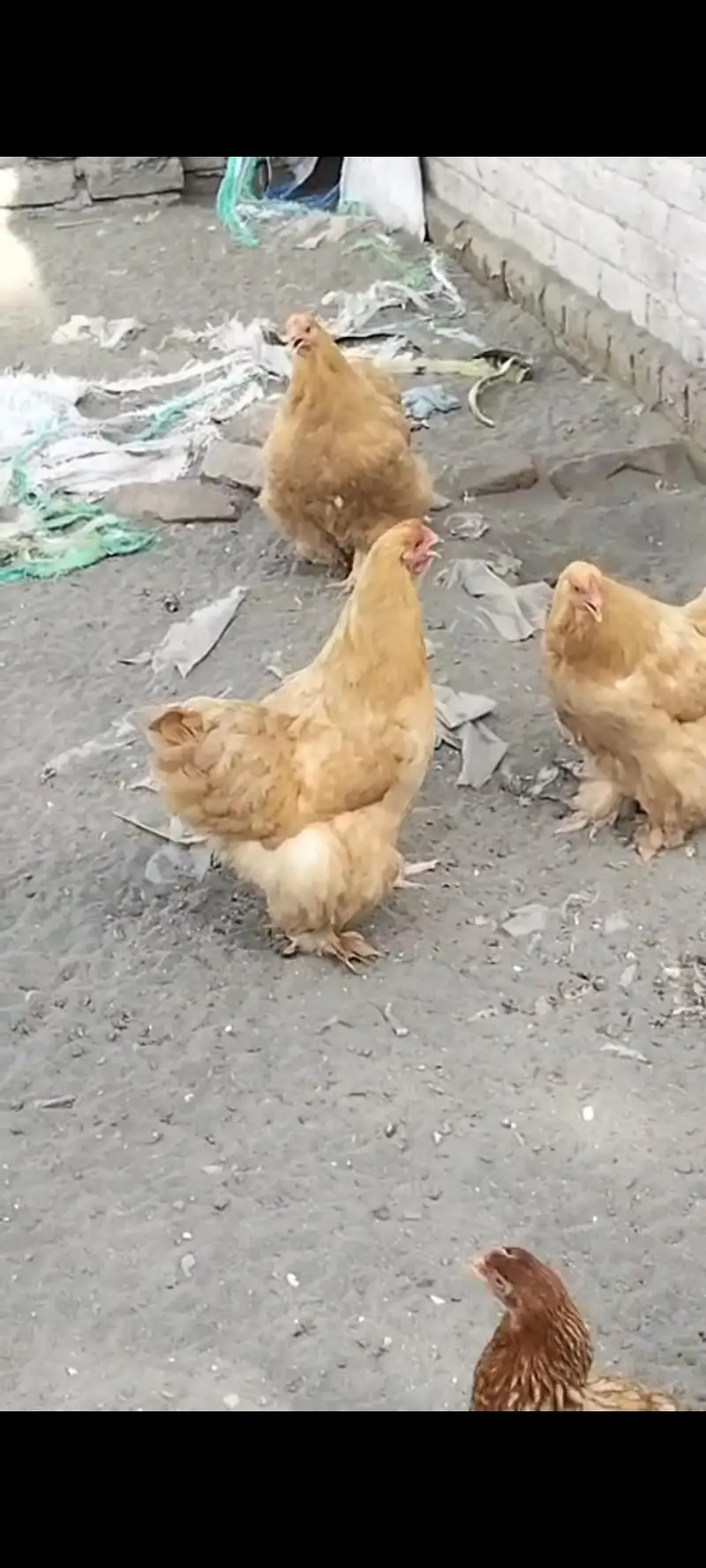 havi golden buf hen  3,0,0,4,8,5,6,9,6,5 — photo 3