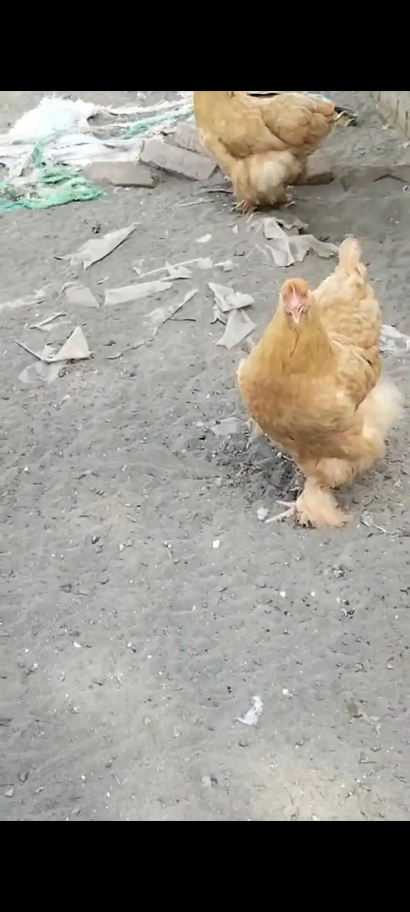havi golden buf hen  3,0,0,4,8,5,6,9,6,5 — photo 4