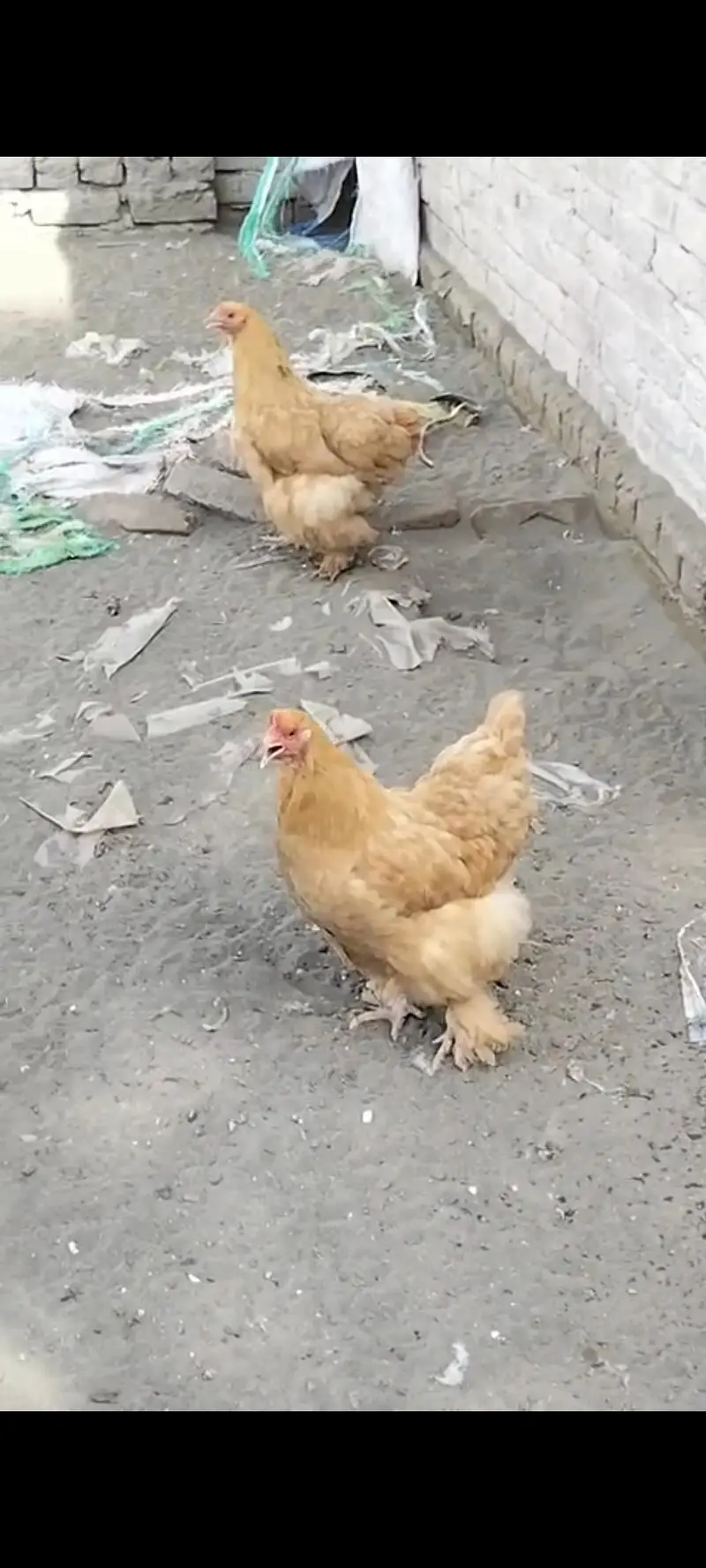 havi golden buf hen  3,0,0,4,8,5,6,9,6,5 — photo 5