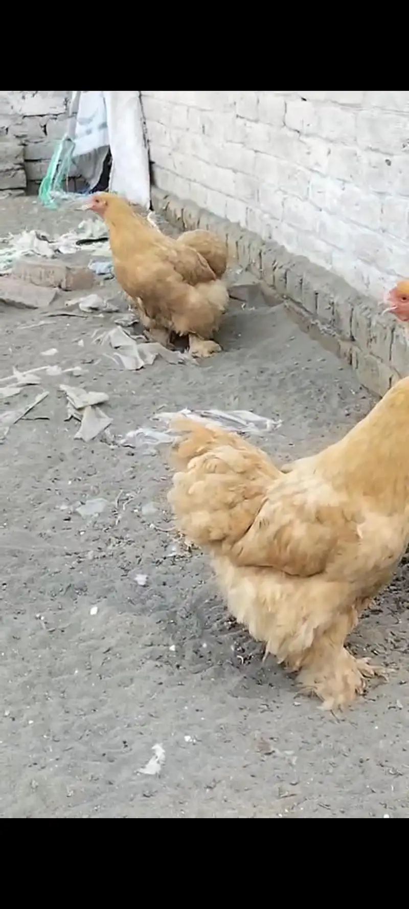 havi golden buf hen  3,0,0,4,8,5,6,9,6,5 — photo 6