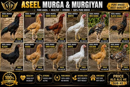 Pure Aseel Hens For Sale | 1 Year Age | Healthy & Active | sukkur