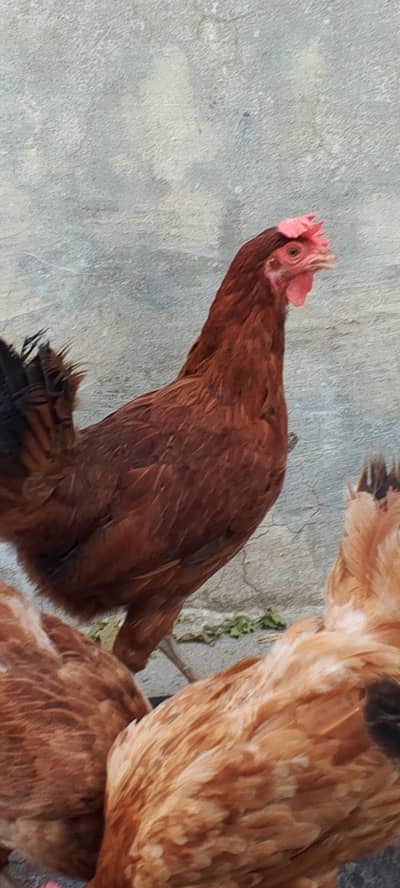 Golden misri hens