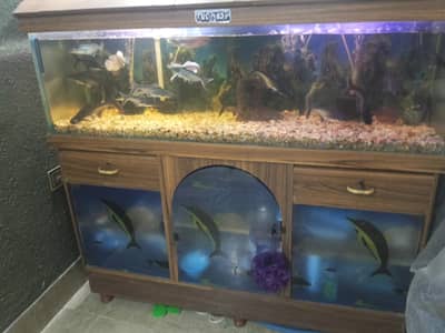 Fish aquarium