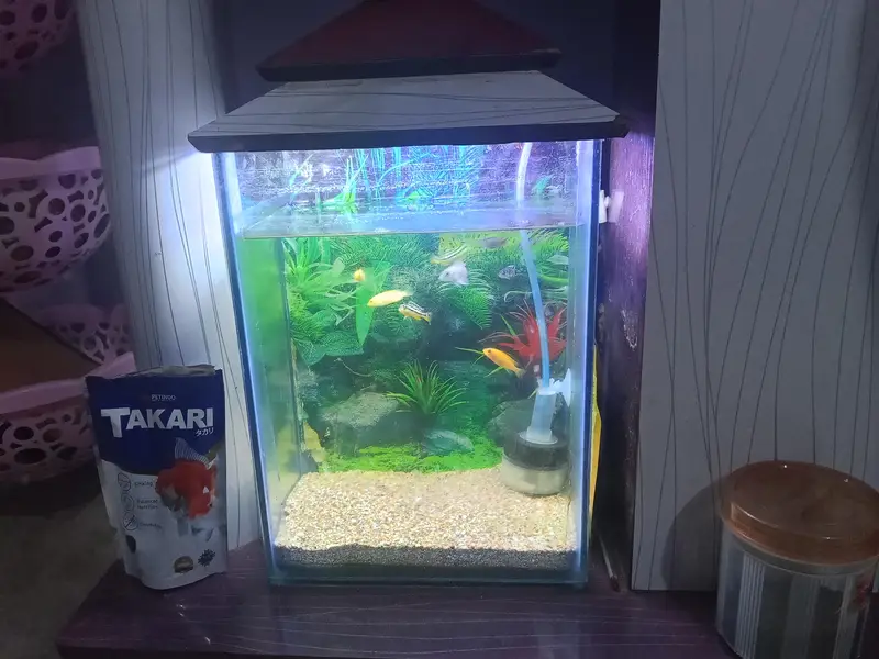 Fish aquarium — photo 2