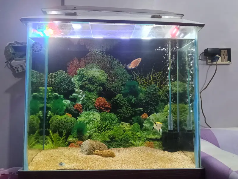 Fish aquarium — photo 3