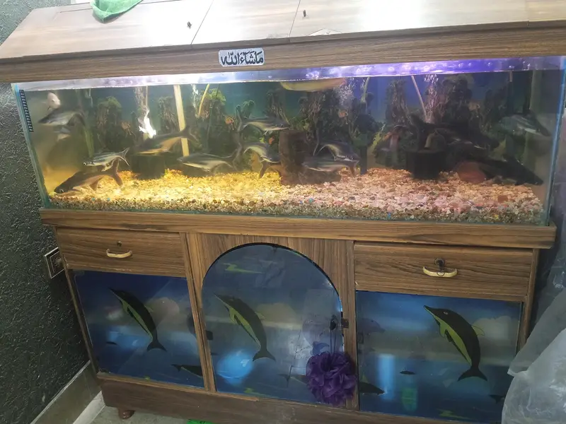 Fish aquarium — photo 4