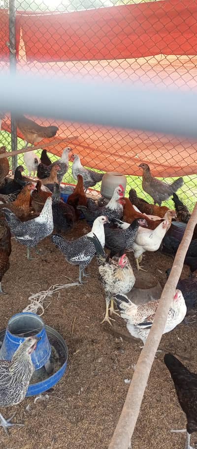 Desi Hen/ Golden Misri