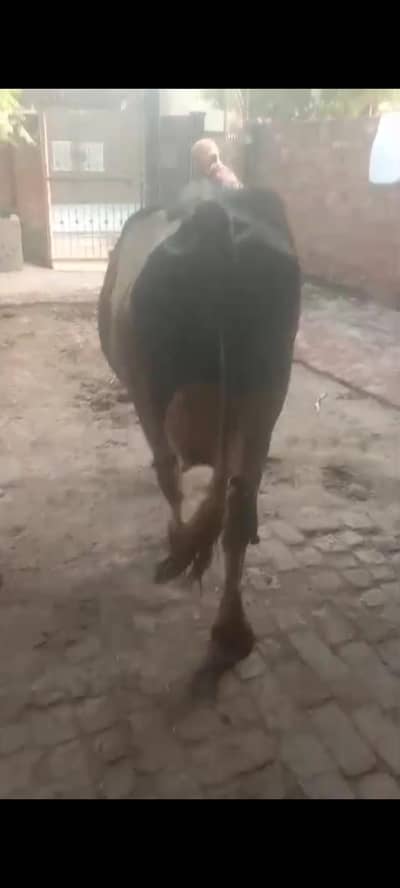 گبن گائیں پیور ولایتی پہلا سوا