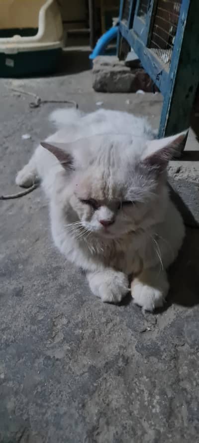 Persian Cats