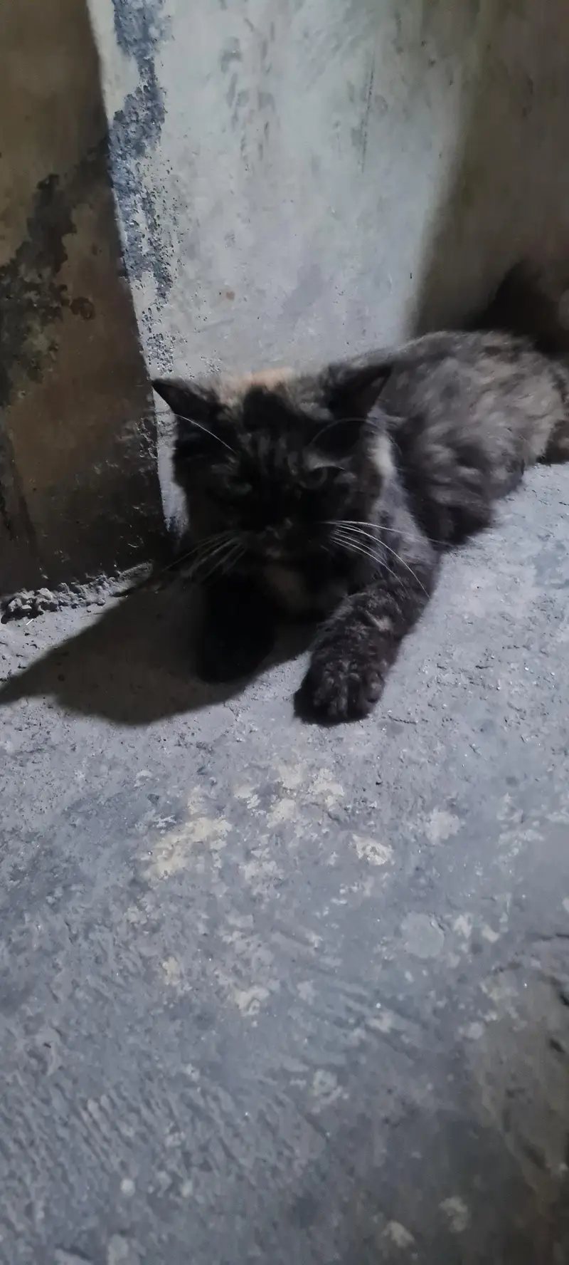 Persian Cats — photo 2
