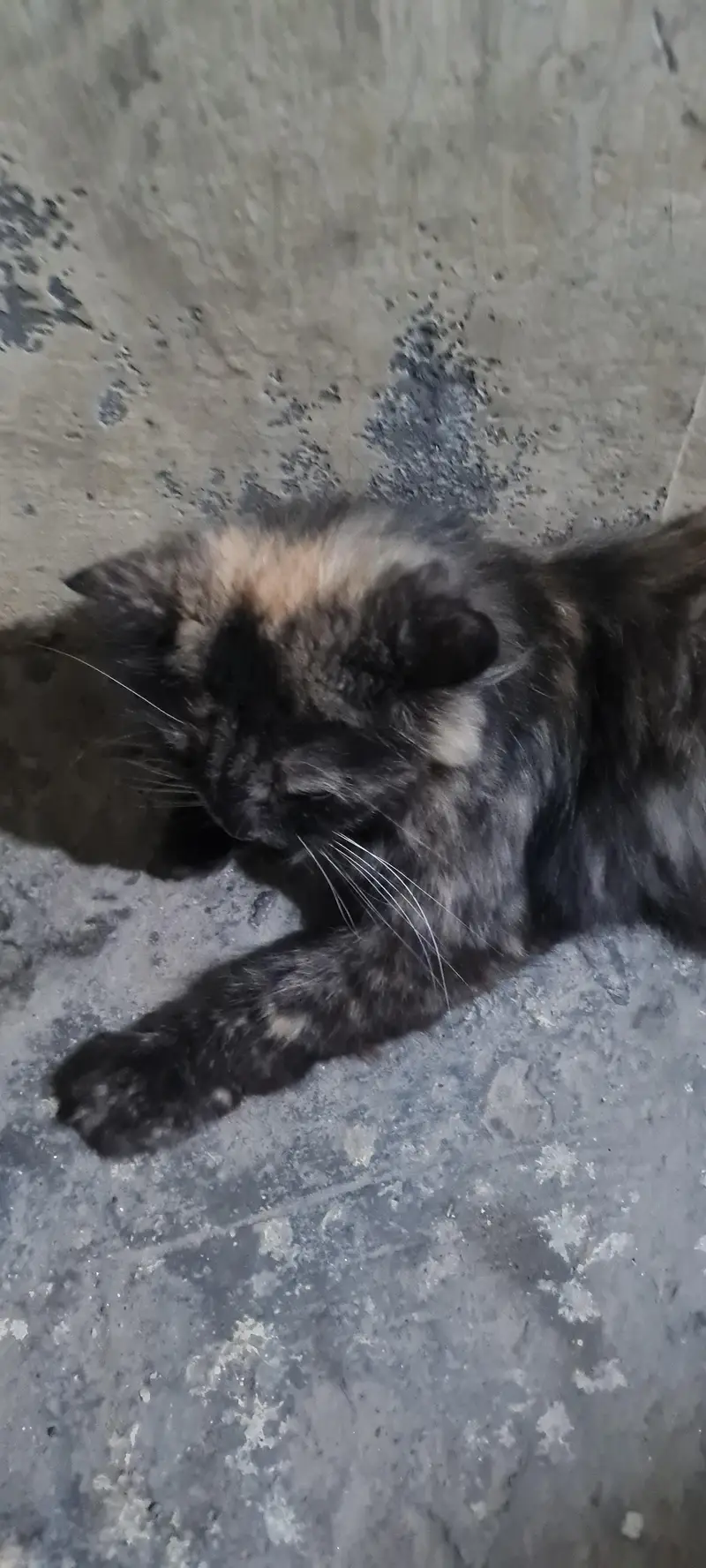 Persian Cats — photo 3