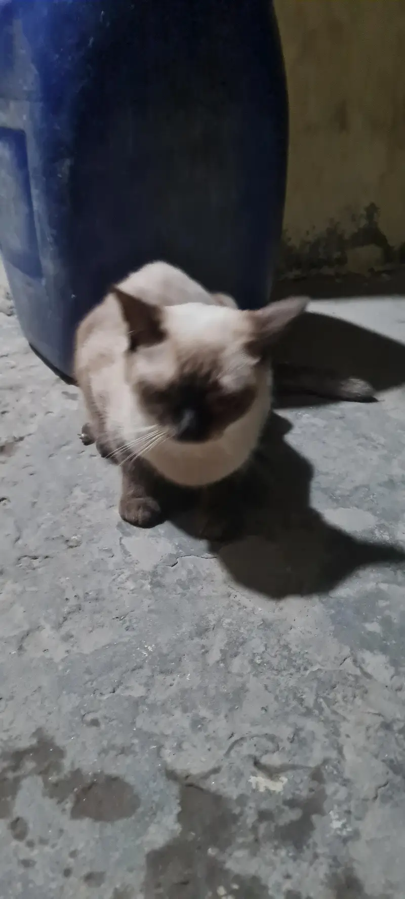 Persian Cats — photo 4