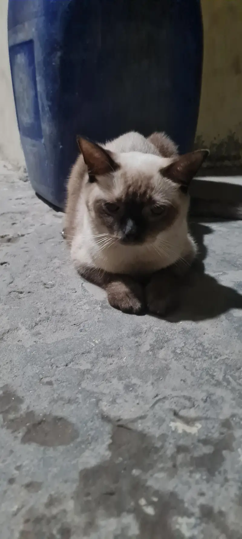 Persian Cats — photo 5