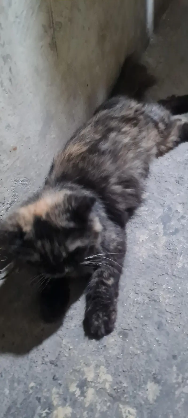 Persian Cats — photo 6
