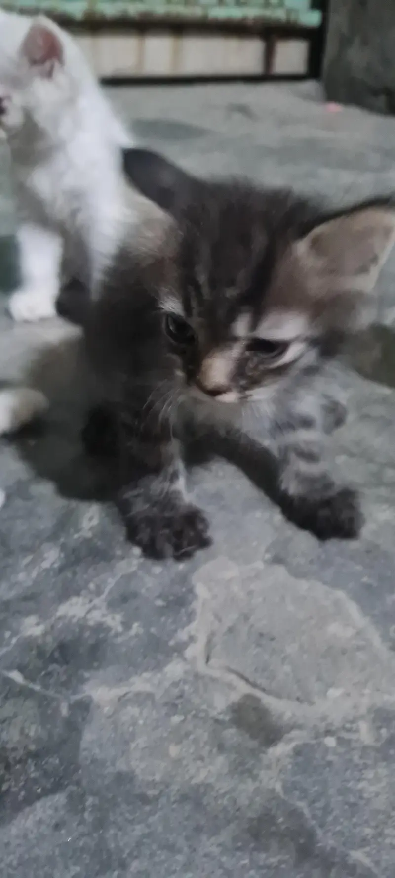 Persian Cats — photo 8