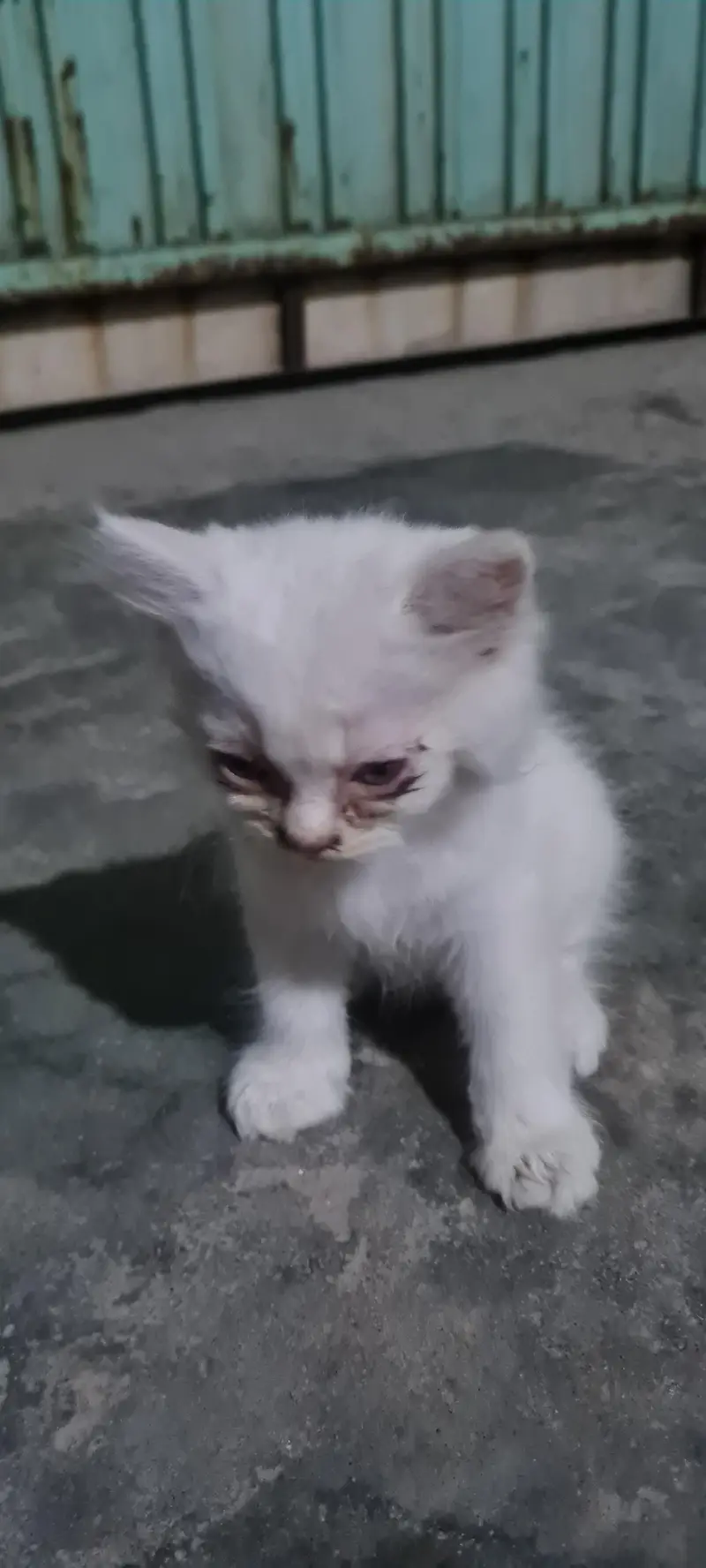 Persian Cats — photo 9