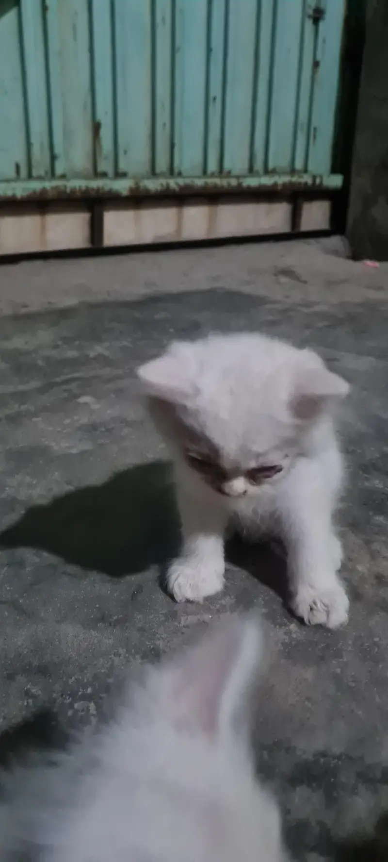 Persian Cats — photo 10