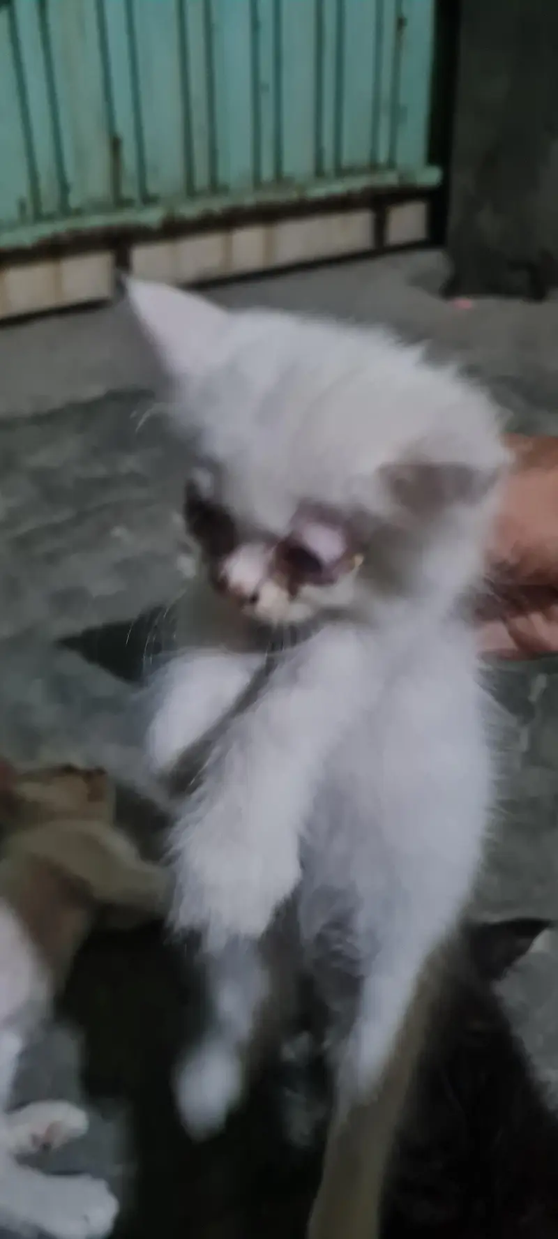 Persian Cats — photo 11