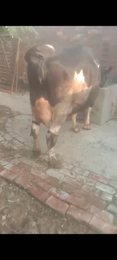 گبن گائیں پیور ولایتی پہلا سوا