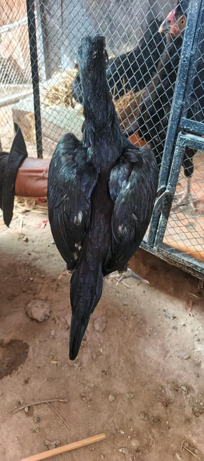 lasani mashka pure — photo 3