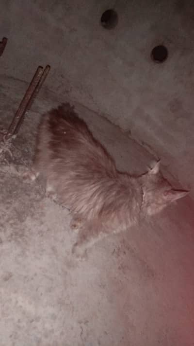 Male prshn . coted 3 long hair